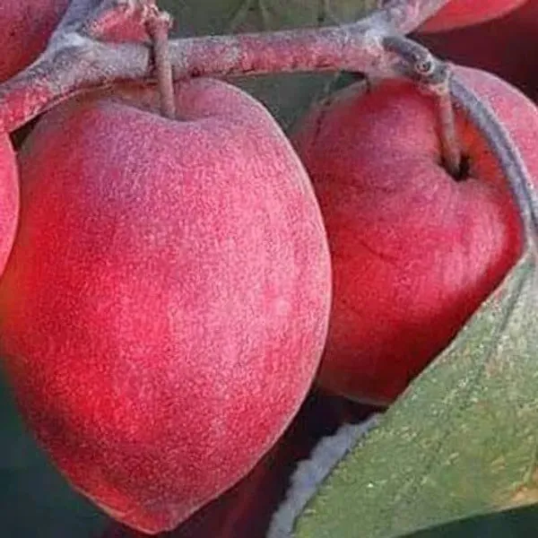 Ber_Apple_Plant_(Hybrid,_Pack_of_1)