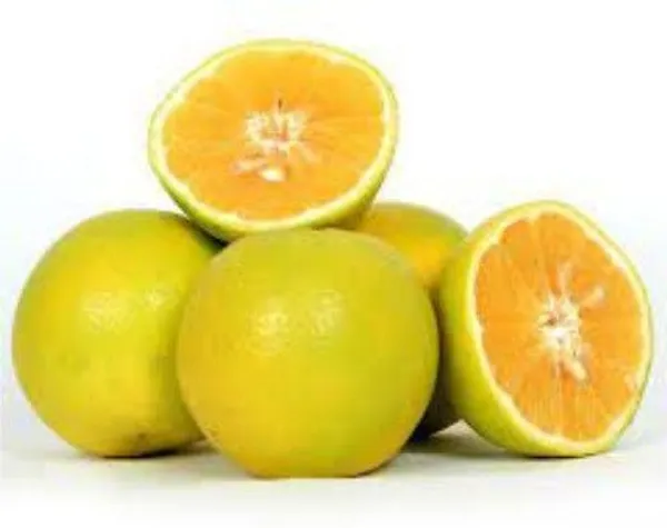 Lemon_Plant_(Hybrid,_Pack_of_1)