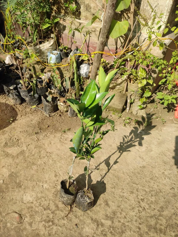 Lemon_Plant_(Hybrid,_Pack_of_1)