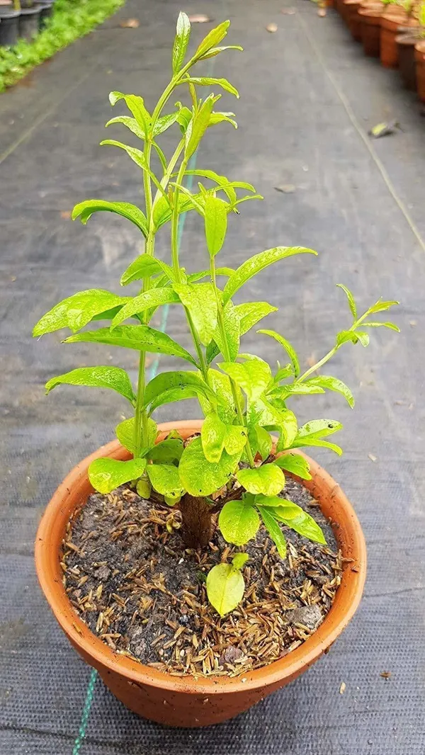 Pomegranate_Plant_(Hybrid,_Pack_of_1)