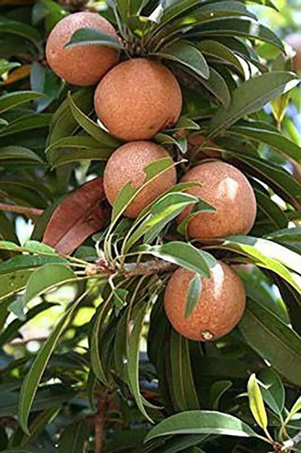 Chiku_Plant_(Hybrid,_Pack_of_1)