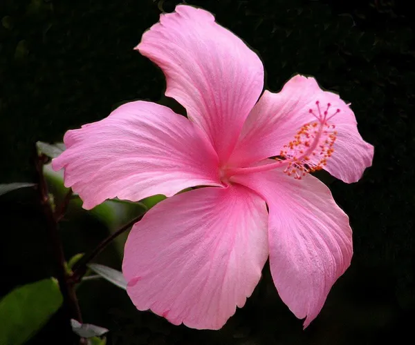 Hibiscus_Plant_(Hybrid,_Pack_of_1)