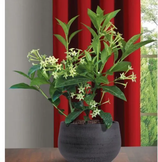 Night_Bloom_Jasmine_Plant_(Hybrid,_Pack_of_1)