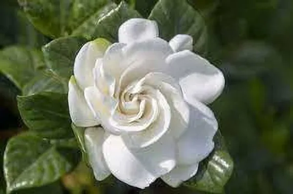 Jasmine_Plant_(Hybrid,_Pack_of_1)