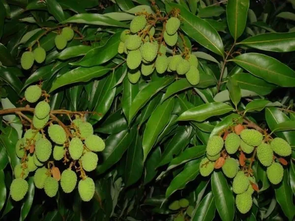 Litchi_Plant_(Hybrid,_Pack_of_1)