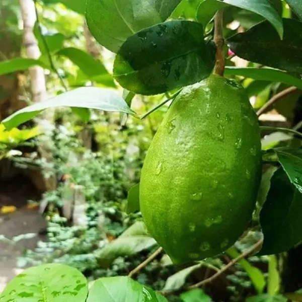 Lemon_Plant_(Hybrid,_Pack_of_1)