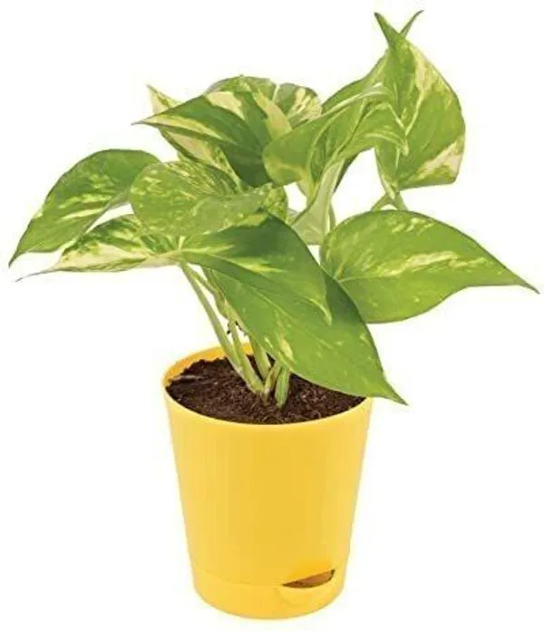 Money_Plant_(Hybrid,_Pack_of_1)