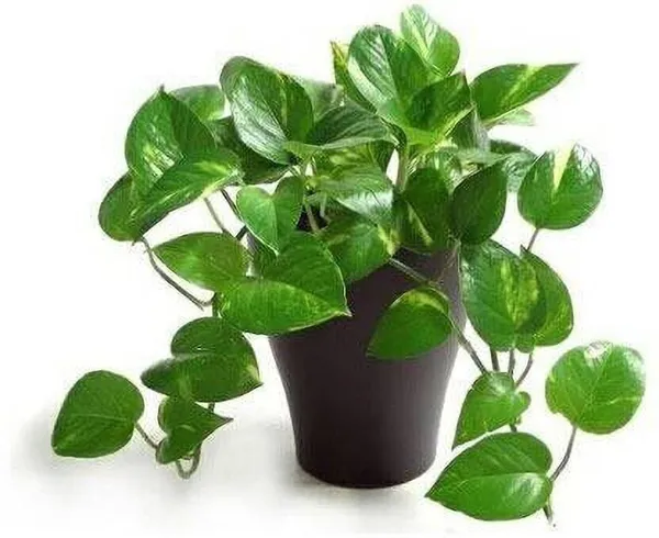 Money_Plant_(Hybrid,_Pack_of_1)