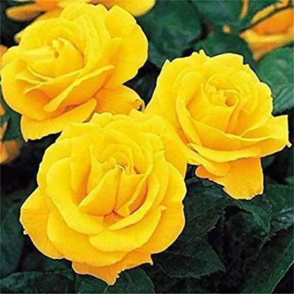 Rose_Plant_(Hybrid,_Pack_of_1)