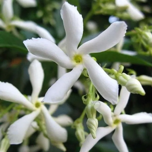 Jasmine_Plant_(Hybrid,_Pack_of_1)