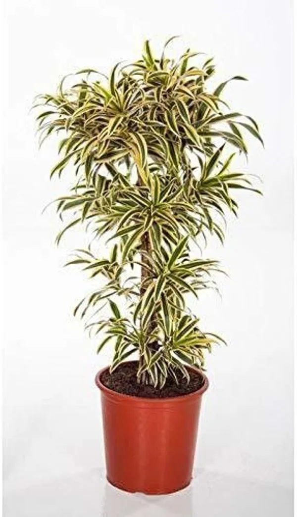 Song_Of_India_Plant_(Hybrid,_Pack_of_1)