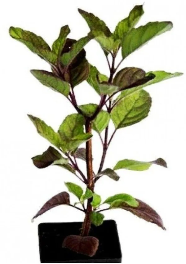 Tulsi_Plant_(Hybrid,_Pack_of_1)