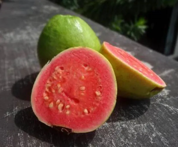 Guava_Plant_(Hybrid,_Pack_of_1)