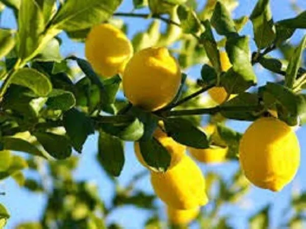 Lemon_Plant_(Hybrid,_Pack_of_1)