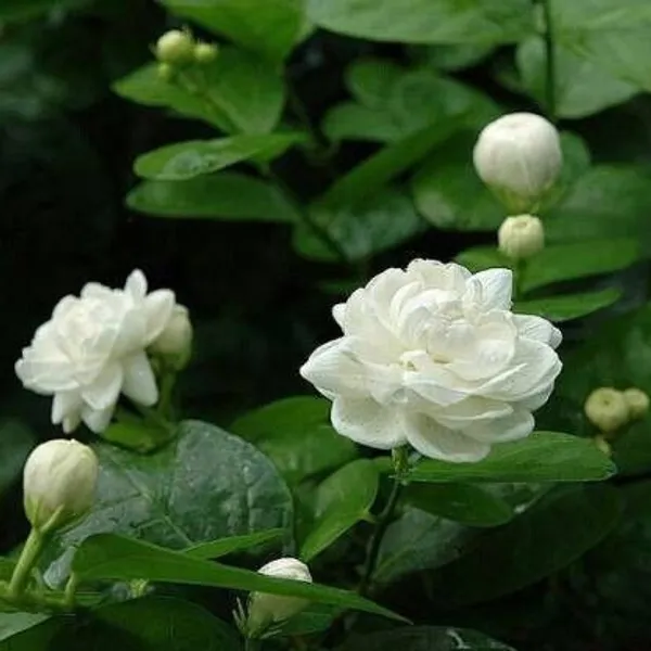 Jasmine_Plant_(Hybrid,_Pack_of_1)
