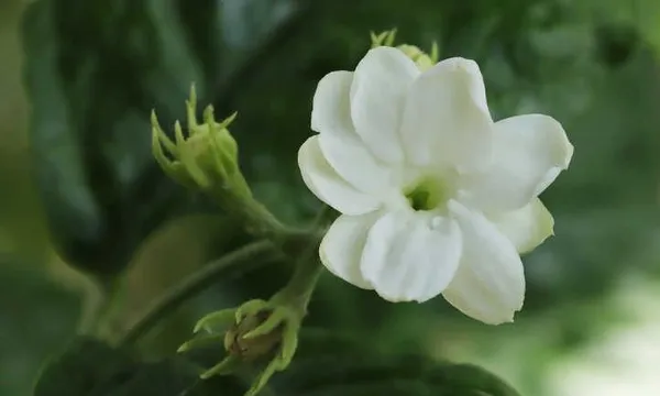 Jasmine_Plant_(Hybrid,_Pack_of_1)
