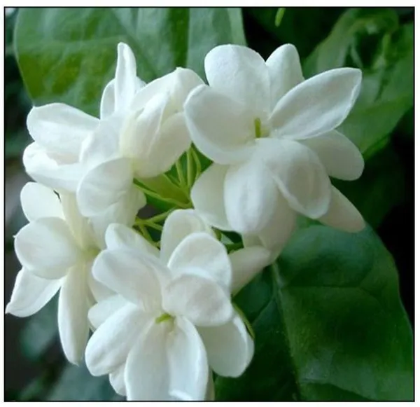 Jasmine_Plant_(Hybrid,_Pack_of_1)