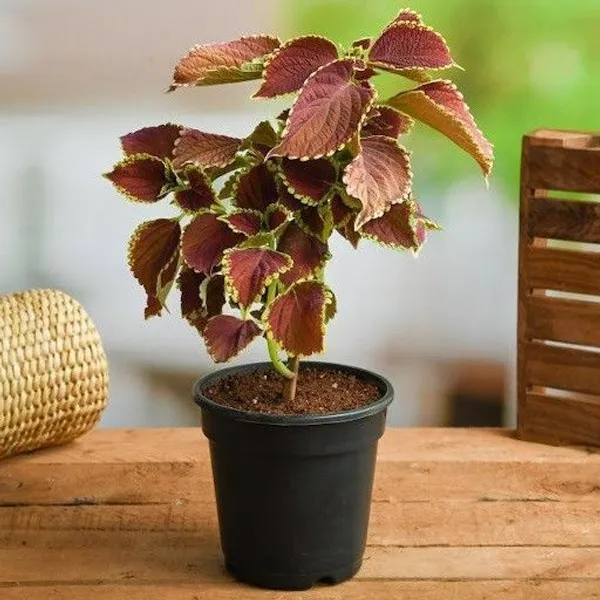 Coleus_Plant_(Hybrid,_Pack_of_1)