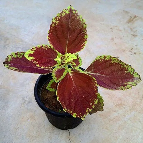 Coleus_Plant_(Hybrid,_Pack_of_1)
