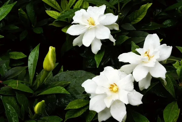 Jasmine_Plant_(Hybrid,_Pack_of_1)