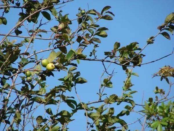 Guava_Plant_(Hybrid,_Pack_of_1)