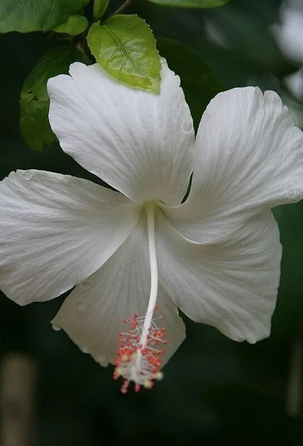 Hibiscus_Plant_(Hybrid,_Pack_of_1)