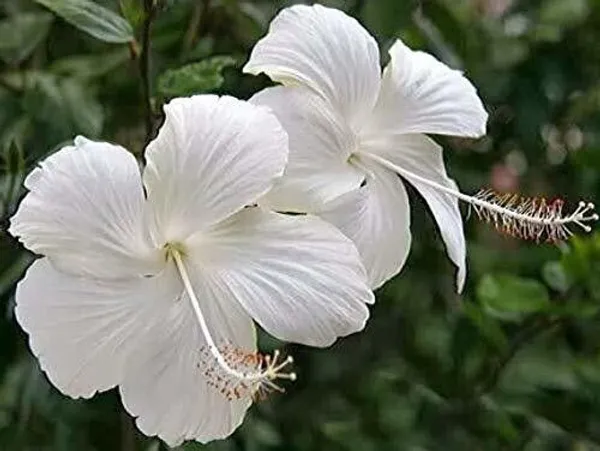 Hibiscus_Plant_(Hybrid,_Pack_of_1)