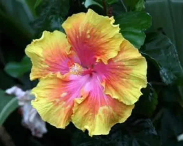Hibiscus_Plant_(Hybrid,_Pack_of_1)