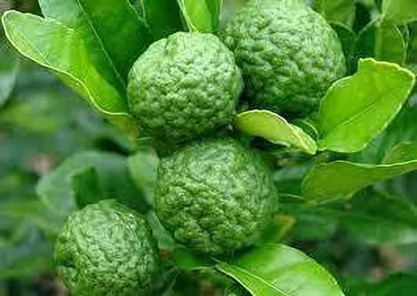 Lemon_Plant_(Hybrid,_Pack_of_1)