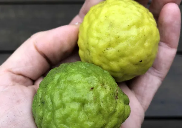 Lemon_Plant_(Hybrid,_Pack_of_1)
