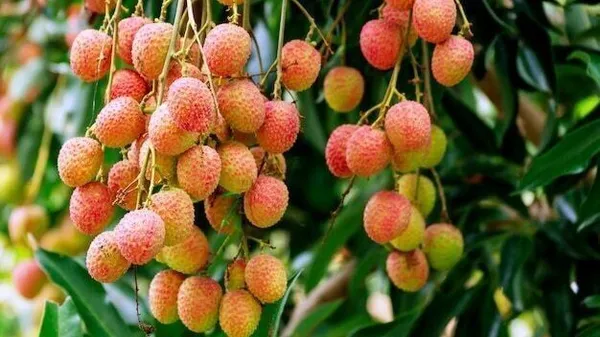 Litchi_Plant_(Hybrid,_Pack_of_1)