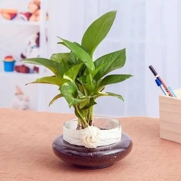 Money_Plant_(Hybrid,_Pack_of_1)