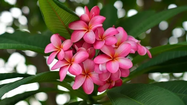 Plumeria_Plant_(Hybrid,_Pack_of_1)
