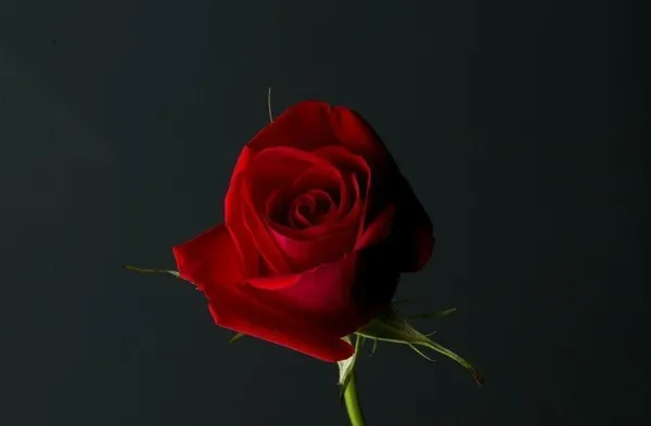 Rose_Plant_(Hybrid,_Pack_of_1)