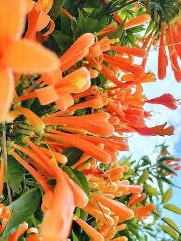 Begonia_Vanusta_Plant_(Hybrid,_Pack_of_1)