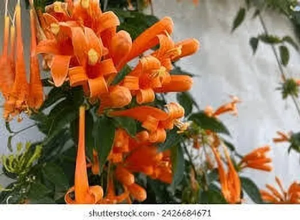 Begonia_Vanusta_Plant_(Hybrid,_Pack_of_1)