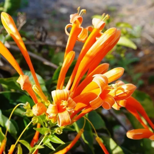 Begonia_Vanusta_Plant_(Hybrid,_Pack_of_1)