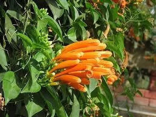 Begonia_Vanusta_Plant_(Hybrid,_Pack_of_1)