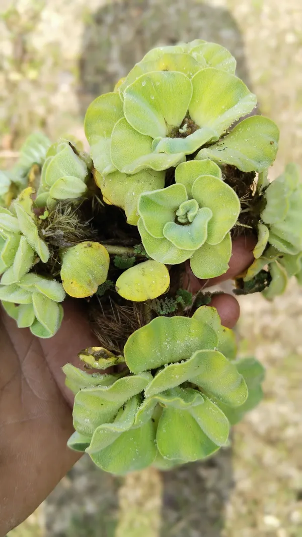 Water_Pennywort_(Hybrid,_Pack_of_1)