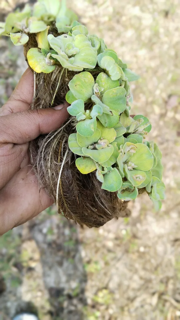 Water_Pennywort_(Hybrid,_Pack_of_1)