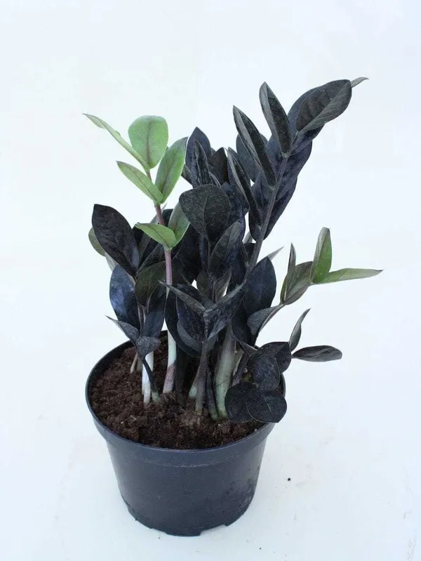 ZZ_Plant_(Hybrid,_Pack_of_1)