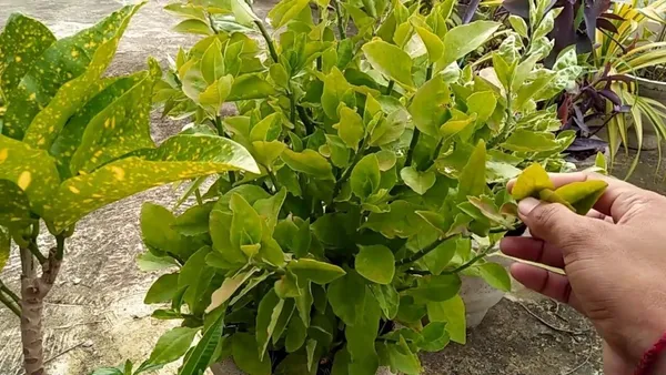 ZZ_Plant_(Hybrid,_Pack_of_1)