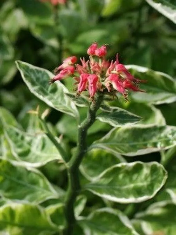 ZZ_Plant_(Hybrid,_Pack_of_1)
