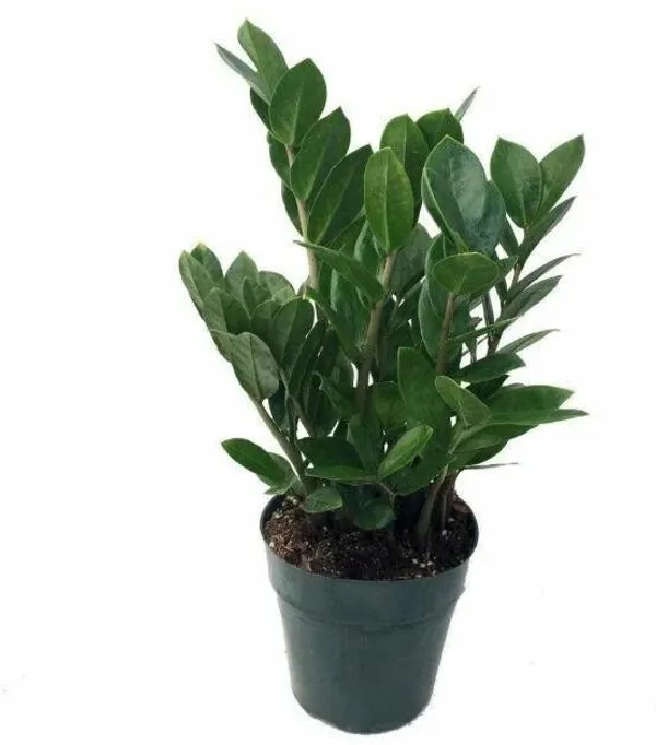 ZZ_Plant_(Hybrid,_Pack_of_1)
