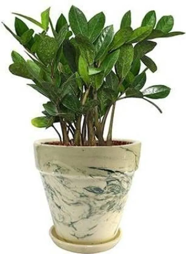 ZZ_Plant_(Hybrid,_Pack_of_1)