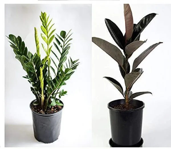 ZZ_Plant_(Hybrid,_Pack_of_1)