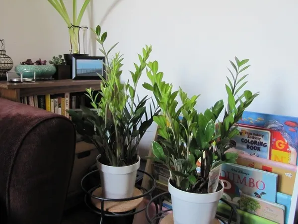 ZZ_Plant_(Hybrid,_Pack_of_1)