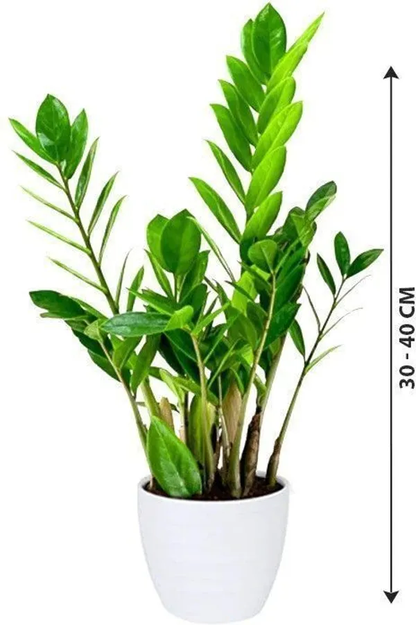 ZZ_Plant_(Hybrid,_Pack_of_1)