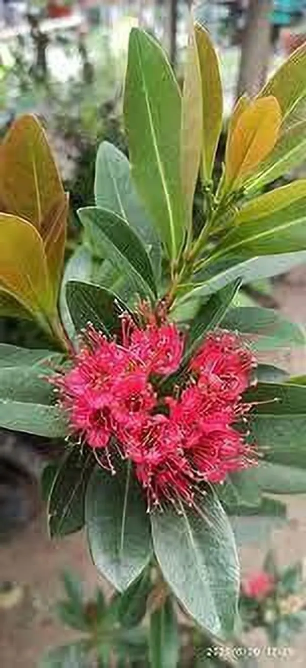 ZZ_Plant_(Hybrid,_Pack_of_1)