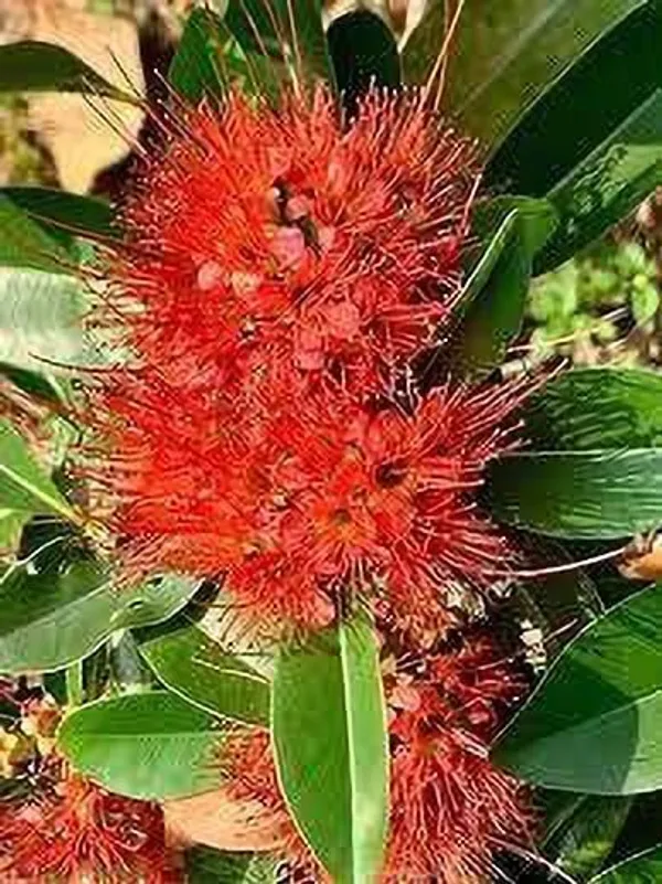 ZZ_Plant_(Hybrid,_Pack_of_1)